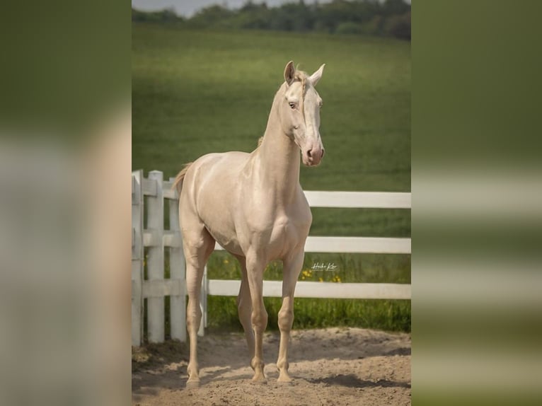 Warlander Stallone 2 Anni 165 cm Pelle di daino in Ohrenbach