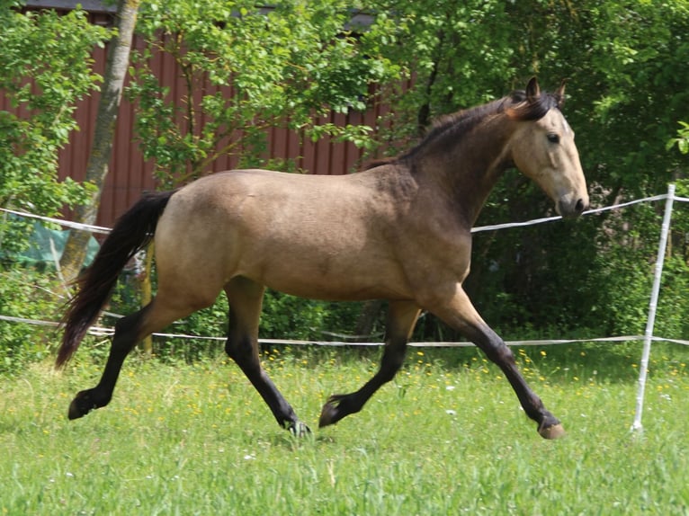 Warlander Stallone 2 Anni 165 cm Pelle di daino in Ohrenbach
