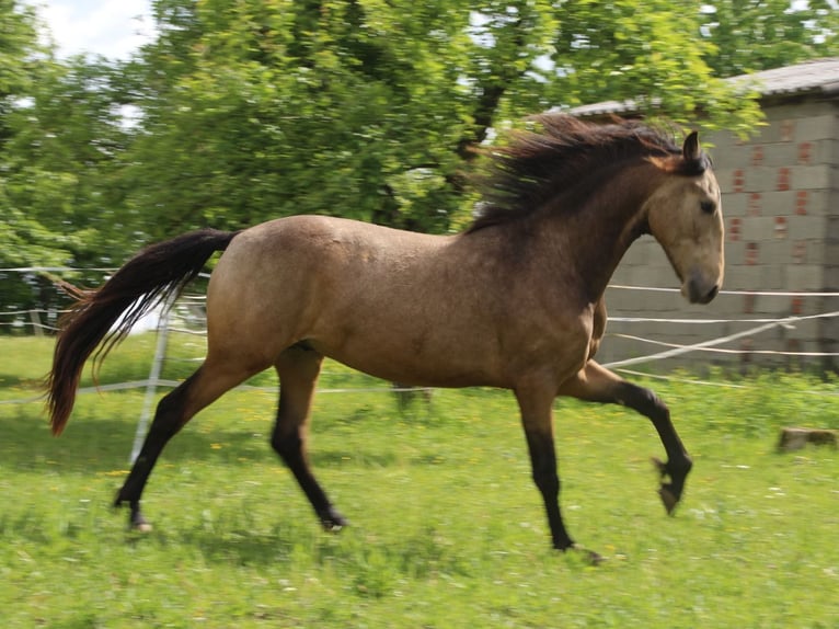 Warlander Stallone 2 Anni 165 cm Pelle di daino in Ohrenbach