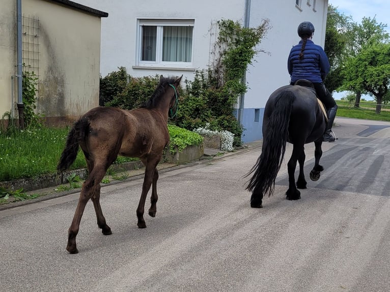 Warlander Stallone Puledri (03/2026) 165 cm Morello in Ohrenbach