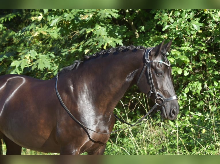 Warlander Stute 11 Jahre 163 cm Rappe in Yelm
