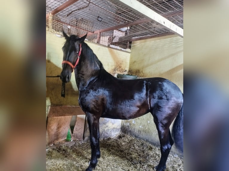 Warlander Stute 2 Jahre 170 cm Schwarzbrauner in Gava