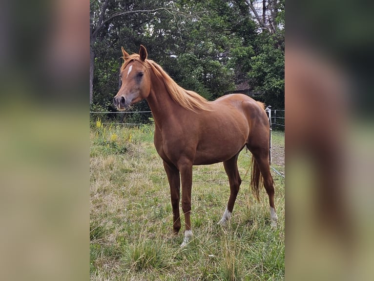 Warlander Stute 3 Jahre 152 cm Fuchs in Theresienfeld
