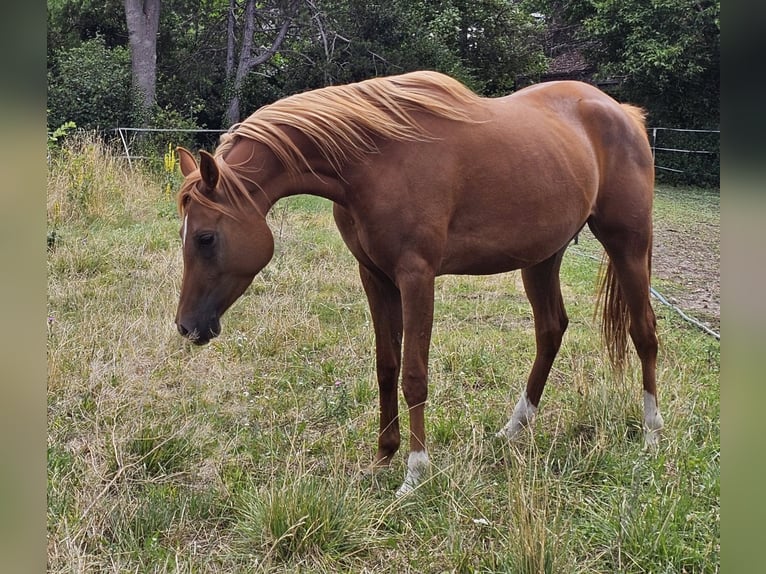 Warlander Stute 3 Jahre 152 cm Fuchs in Theresienfeld