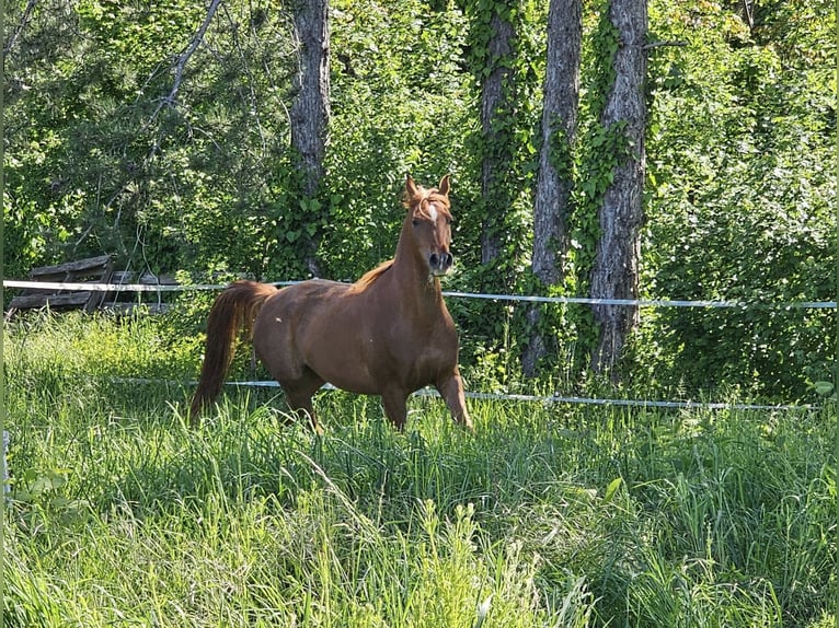 Warlander Stute 3 Jahre 152 cm Fuchs in Theresienfeld