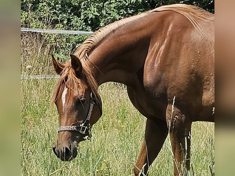 Warlander Stute 3 Jahre 152 cm Fuchs in Theresienfeld