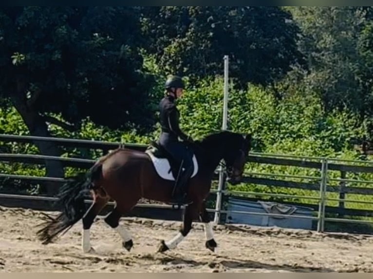 Warlander Stute 6 Jahre 152 cm Rotbrauner in Laguna Niguel, CA