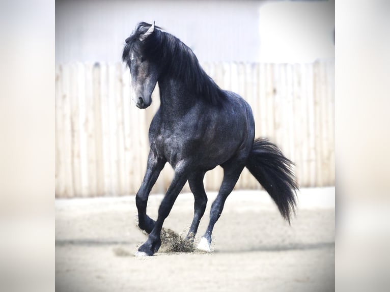 Warlander Wałach 3 lat 152 cm Siwa in Stevensville