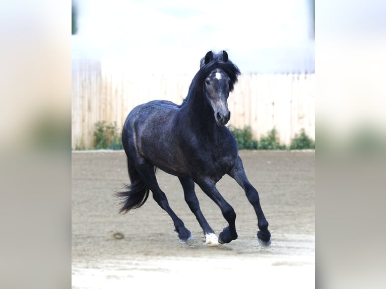 Warlander Wałach 3 lat 152 cm Siwa in Stevensville