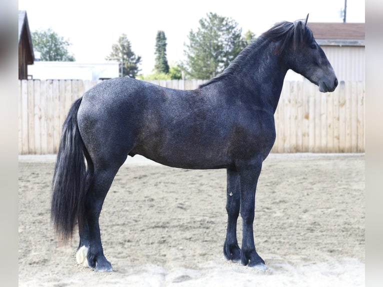 Warlander Wałach 3 lat 152 cm Siwa in Stevensville