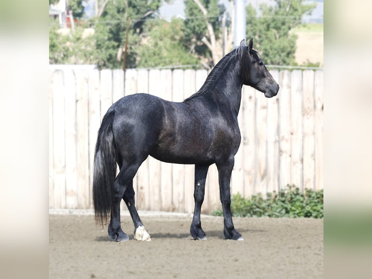 Warlander Wałach 3 lat 152 cm Siwa in Stevensville