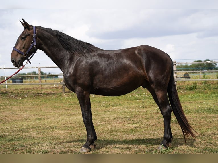 Warlander Wałach 3 lat 160 cm Kara in Kladruby