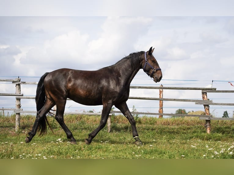 Warlander Wałach 3 lat 160 cm Kara in Kladruby