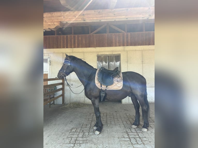 Warlander Mix Wałach 8 lat 156 cm Kara in Pischelsdorf