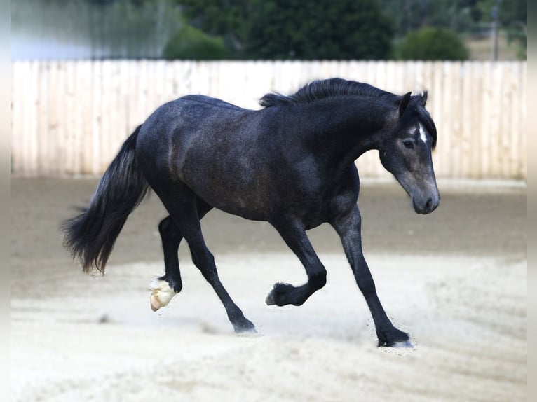 Warlander Wallach 3 Jahre 152 cm Schimmel in Stevensville