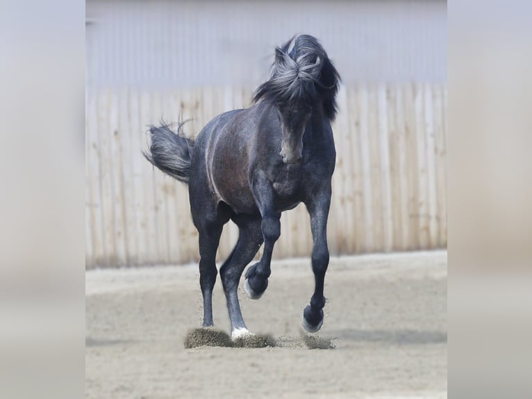 Warlander Wallach 3 Jahre 152 cm Schimmel in Stevensville