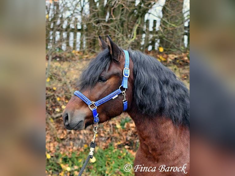 Warlander Mix Wallach 3 Jahre 160 cm Schwarzbrauner in Wiebelsheim