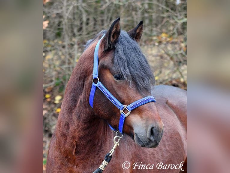 Warlander Mix Wallach 3 Jahre 160 cm Schwarzbrauner in Wiebelsheim