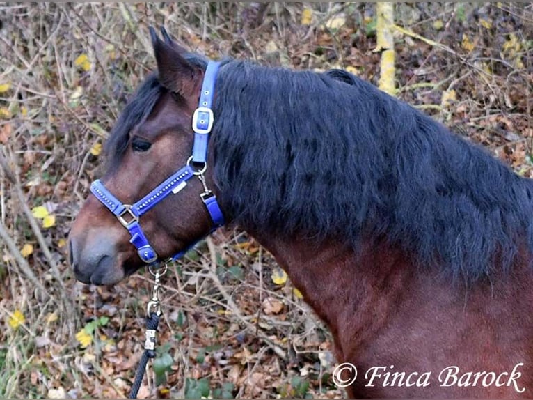 Warlander Mix Wallach 3 Jahre 160 cm Schwarzbrauner in Wiebelsheim