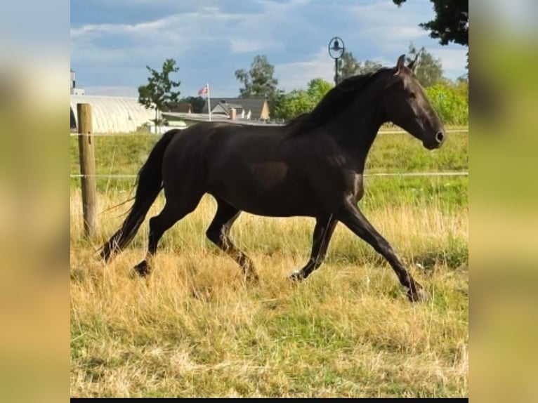 Warlander Wallach 3 Jahre 162 cm Rappe in Liepgarten