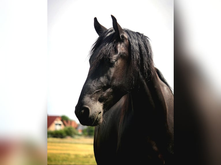 Warlander Wallach 3 Jahre 162 cm Rappe in Liepgarten