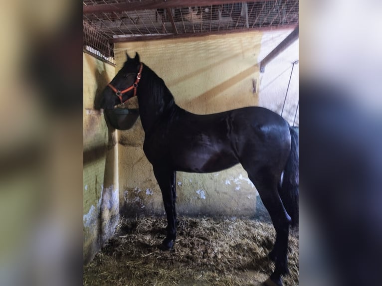 Warlander Yegua 2 años 170 cm Morcillo in Gava
