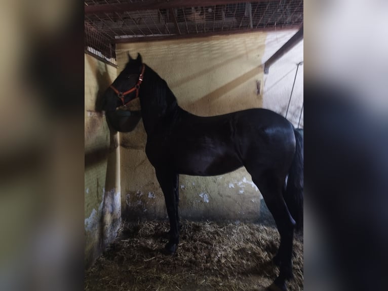Warlander Yegua 2 años 170 cm Morcillo in Gava