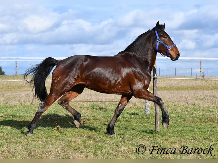 Warlander Yegua 4 años 160 cm Castaño oscuro in Wiebelsheim