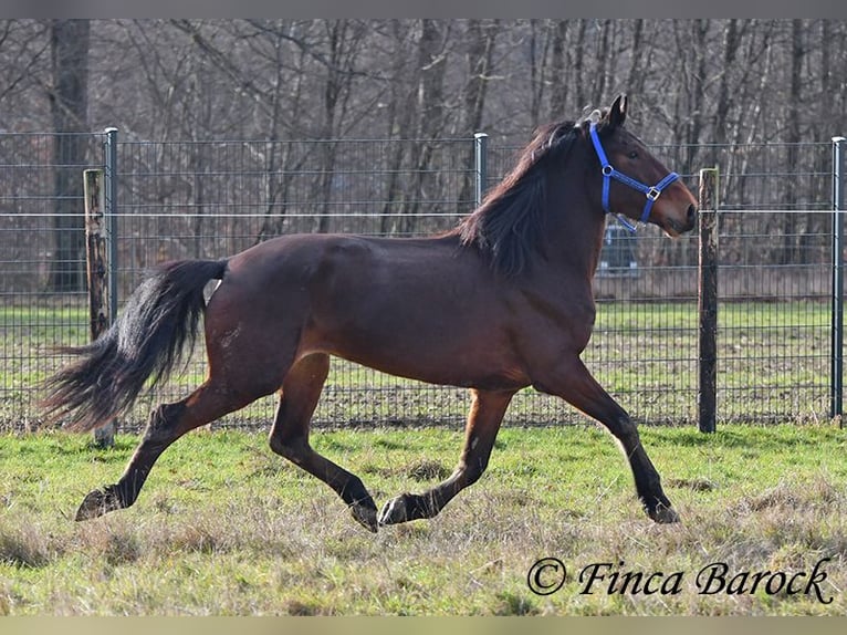 Warlander Yegua 4 años 160 cm Castaño oscuro in Wiebelsheim