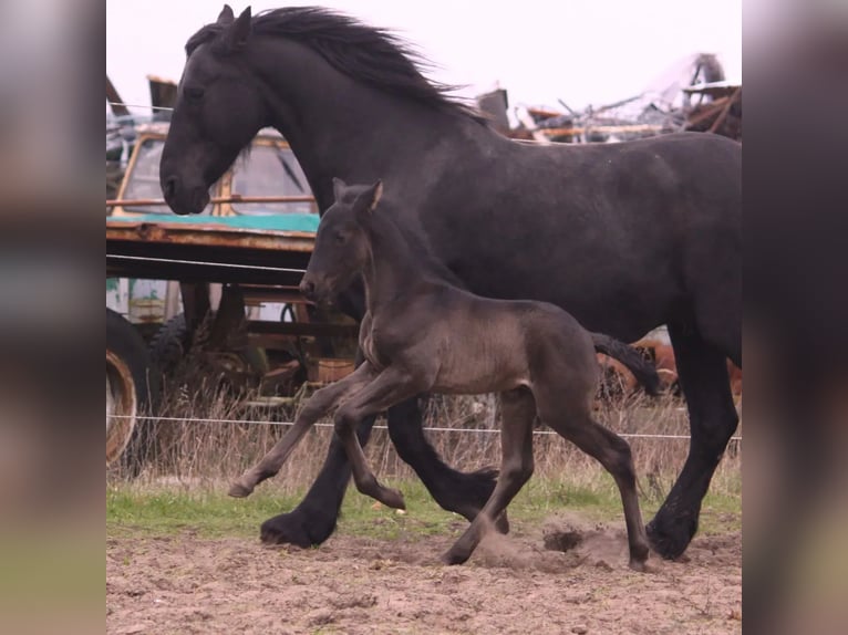 Warlanderhäst Hingst 1 år Svart in Grambin