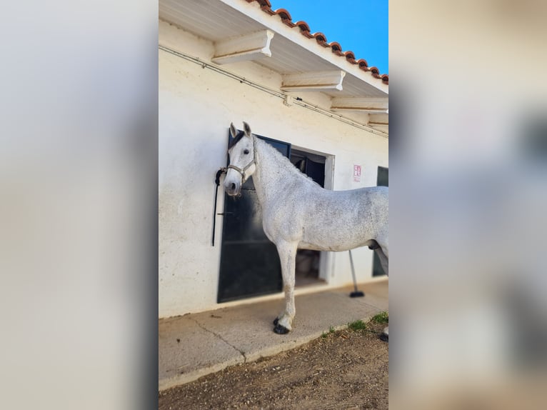 Warlanderhäst Blandning Valack 17 år 158 cm Grå-flugskimmel in Ciutadella De Menorca