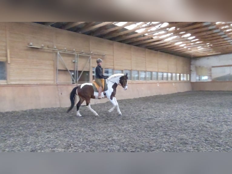 Warmblood austríaco Caballo castrado 10 años 165 cm Pío in Steinbrunn