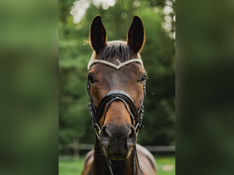 Warmblood austríaco Caballo castrado 10 años 168 cm Castaño oscuro in Erlangen