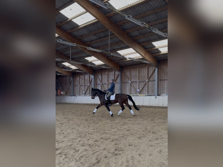 Warmblood austríaco Caballo castrado 10 años 172 cm Castaño oscuro in Eberschwang