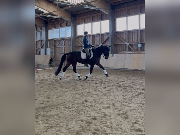 Warmblood austríaco Caballo castrado 10 años 172 cm Castaño oscuro in Eberschwang