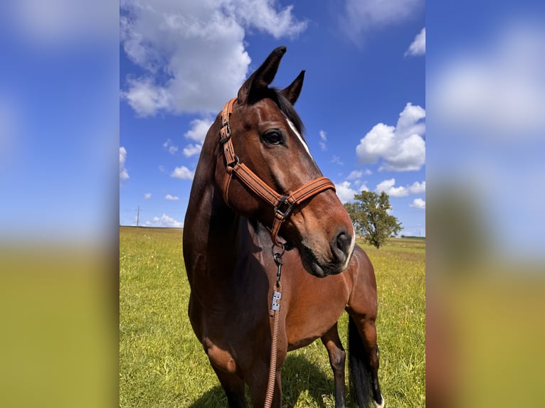 Warmblood austríaco Caballo castrado 10 años 172 cm Castaño oscuro in Eberschwang