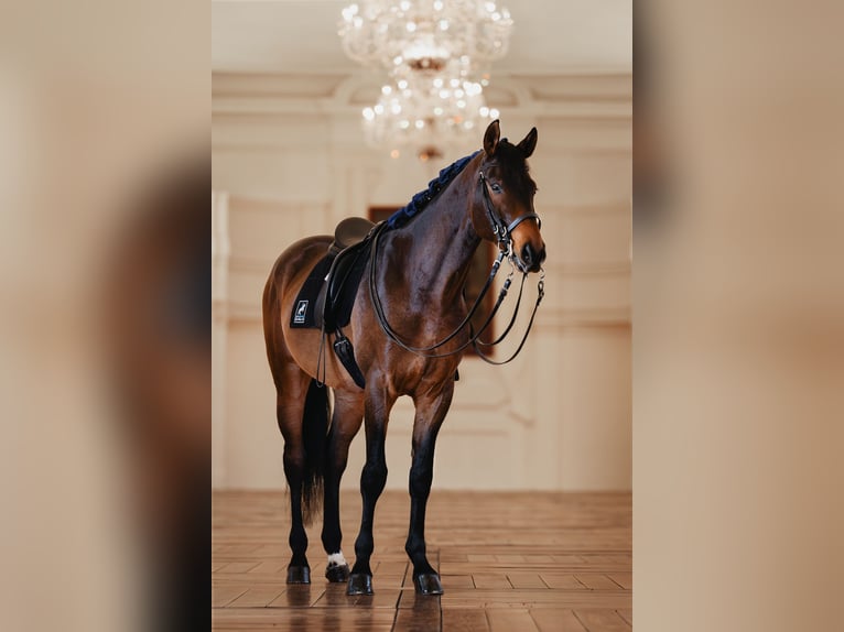 Warmblood austríaco Caballo castrado 10 años 175 cm Castaño in Graz