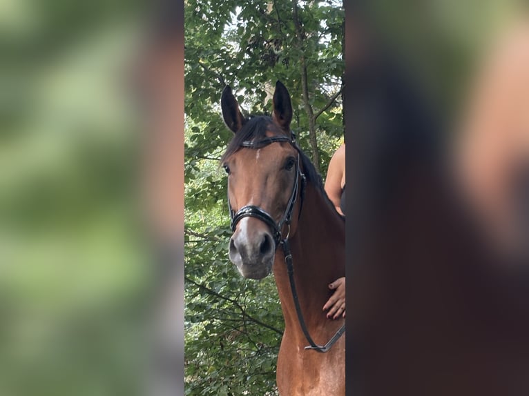 Warmblood austríaco Caballo castrado 10 años 176 cm Castaño in Hartberg