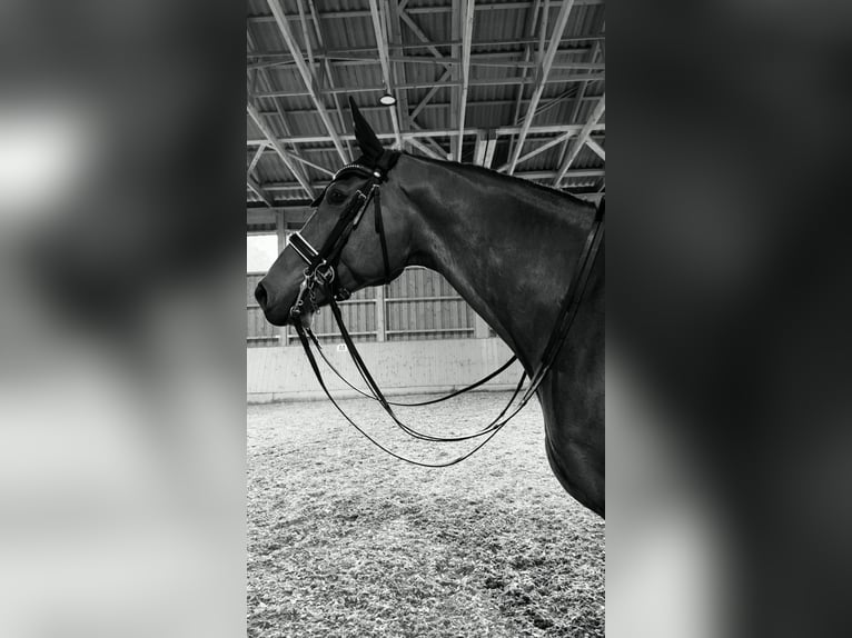 Warmblood austríaco Caballo castrado 10 años 176 cm Castaño in Hartberg