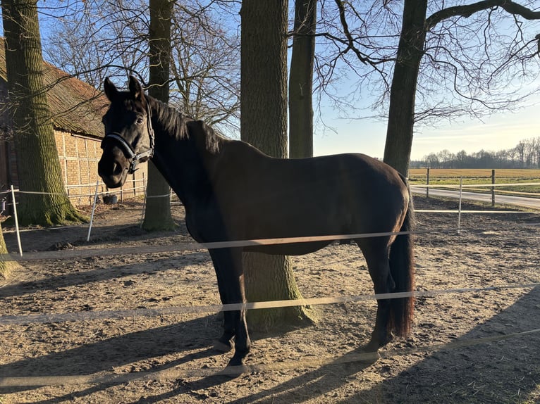 Warmblood austríaco Caballo castrado 10 años 178 cm Negro in Warendorf