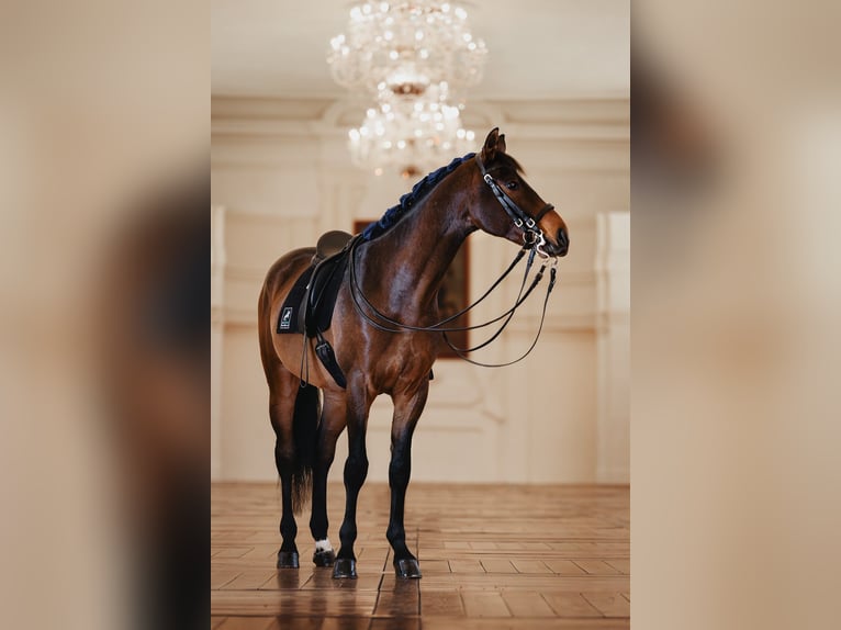 Warmblood austríaco Caballo castrado 10 años Castaño in Thondorf