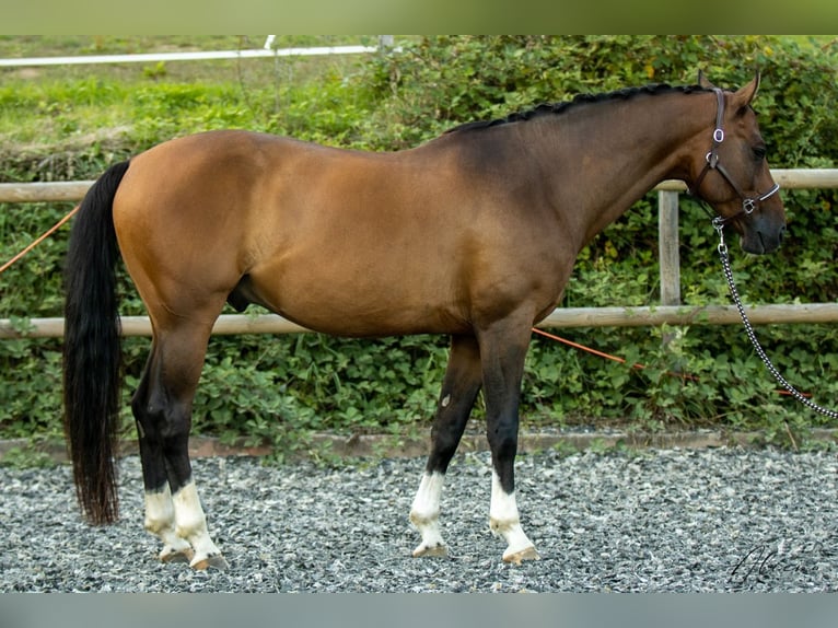 Warmblood austríaco Caballo castrado 11 años 164 cm Castaño in Dielsdorf