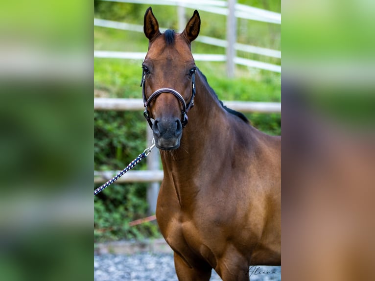 Warmblood austríaco Caballo castrado 11 años 164 cm Castaño in Dielsdorf