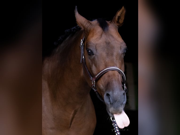 Warmblood austríaco Caballo castrado 11 años 164 cm Castaño in Dielsdorf