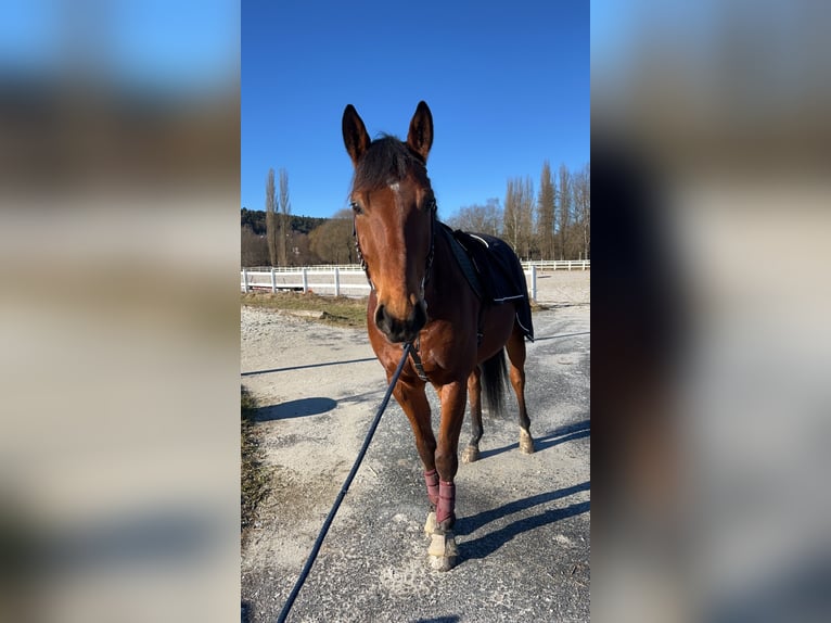 Warmblood austríaco Caballo castrado 11 años 165 cm Castaño in Bad Blumau