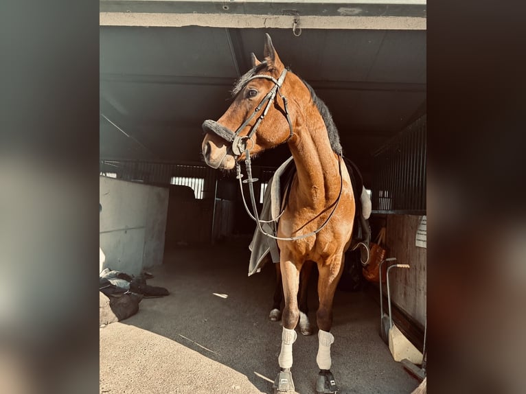 Warmblood austríaco Caballo castrado 11 años 165 cm Castaño in Bad Blumau