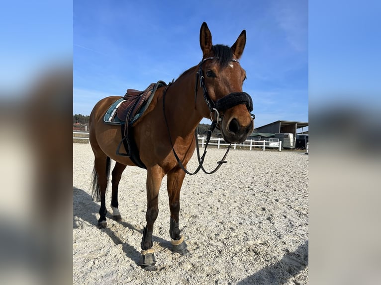 Warmblood austríaco Caballo castrado 11 años 165 cm Castaño in Bad Blumau