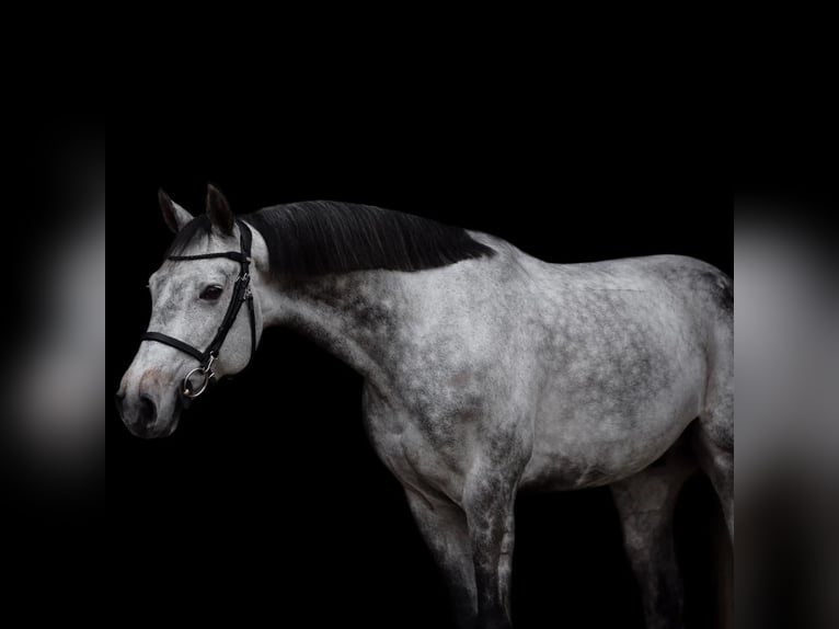 Warmblood austríaco Caballo castrado 11 años 168 cm Tordo rodado in Kirchanschöring