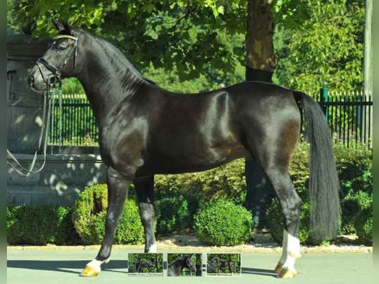 Warmblood austríaco Caballo castrado 11 años 170 cm Negro in Allhartsberg