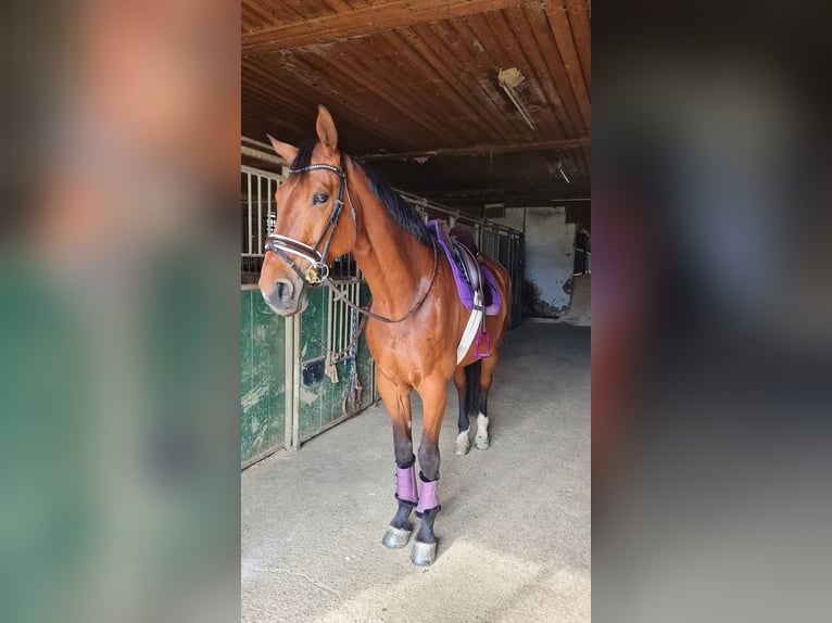 Warmblood austríaco Caballo castrado 11 años 173 cm Castaño in Fürstenfeld